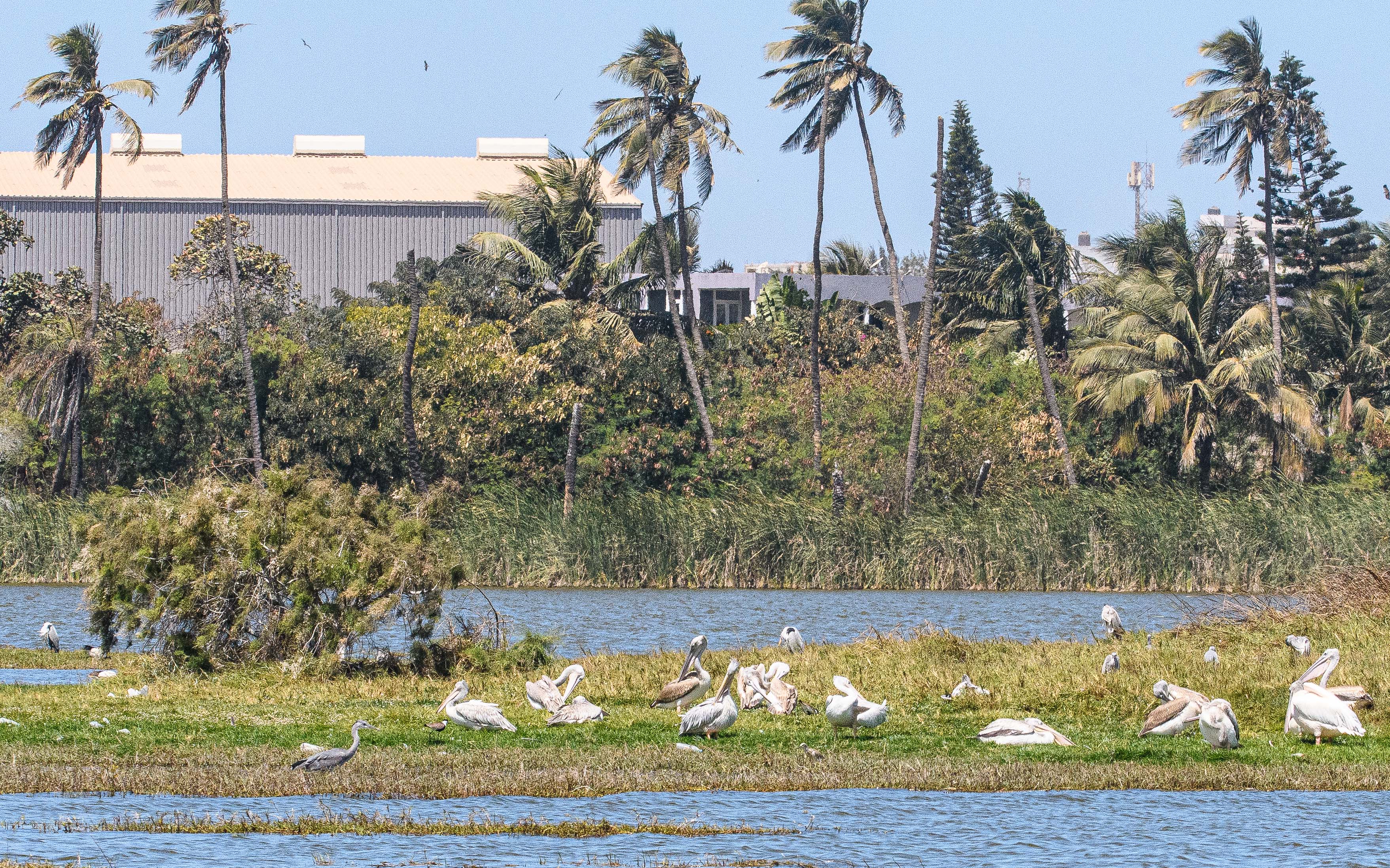 Pélicans gris (Pink-backed pelicans, Pelecanus rufescens) se toilettant sur une berge de la nouvelle Réserve urbaine, associés à quelques  Hérons cendrés, Technopole de Dakar-Pikine Sénégal.